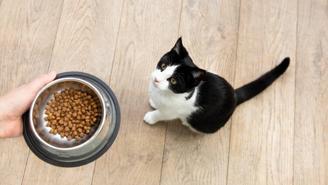 Was essen Katzen? Katzen richtig füttern | PURINA
